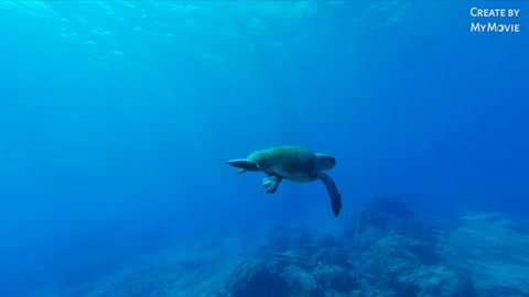 Animal, nature, outdoor beauty-in-nature, Water sea,.....