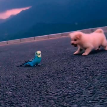 So cute animals #Animals #dog #cat #duck #monkey #adoremonkey #Monkey Animals29