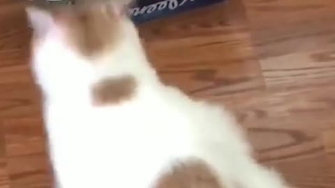 So cute funny video