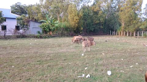 OMG Super 7 Cows In USA Vs Japan Cow At Rice The Field