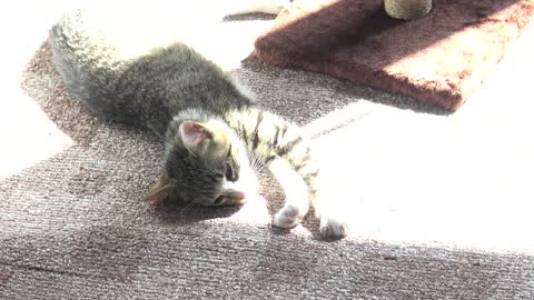 Little Cat Stretches In the Sun