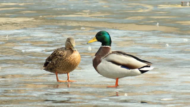 Wild duck likes to take a bath