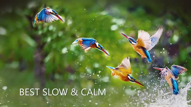 Best chill & Calm Music