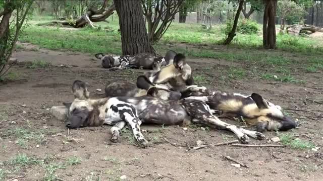 The pack of african wild dogs_Cut.mp4