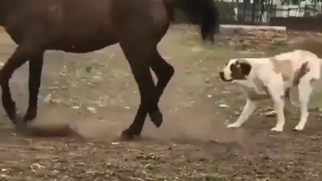 Dog and Horse / Best friends for life