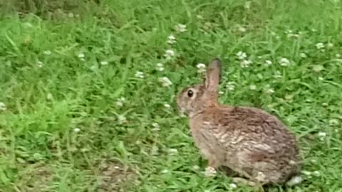 Peter Rabbit Eating Dinner Carrots