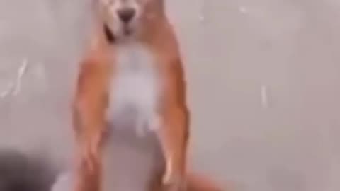 Best funny dance