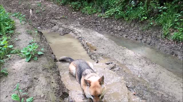 My dog is taking bath in dirty water its really funny😂😂