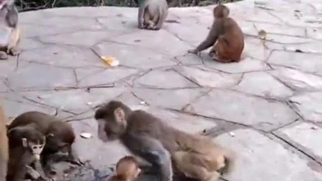Monkey Tricks! 🐒