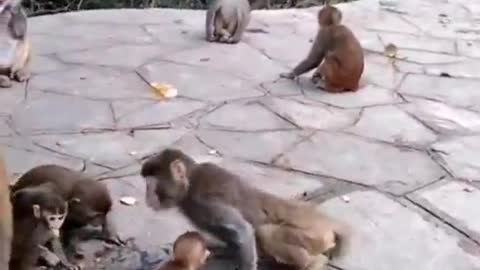 Monkey Tricks! 🐒