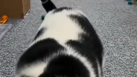 Kitty's big ears