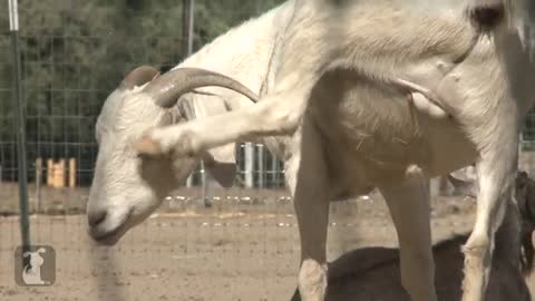 Farm Animals || Farm Chichken || Turkey & Goat