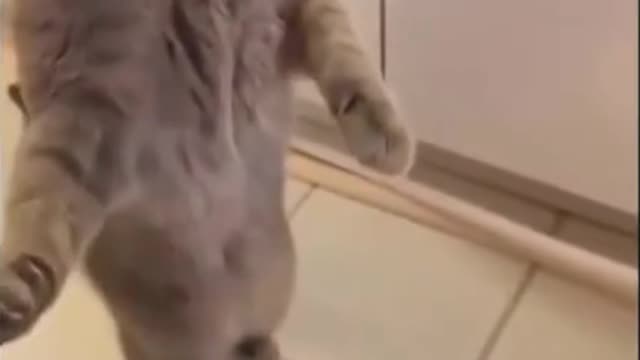 Funny Cat shocked by the litter cleaner #shorts