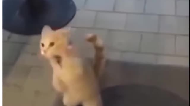 Cute Cat's Funny Bet In Front Of The Mirror