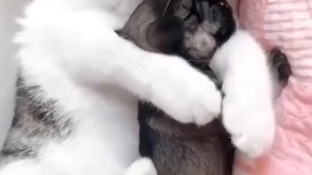 A cat has adorable reaction when she playing with dogs puppy's!