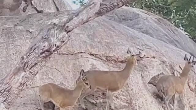 Deer attaking Hyenas