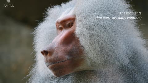Cute monkey play