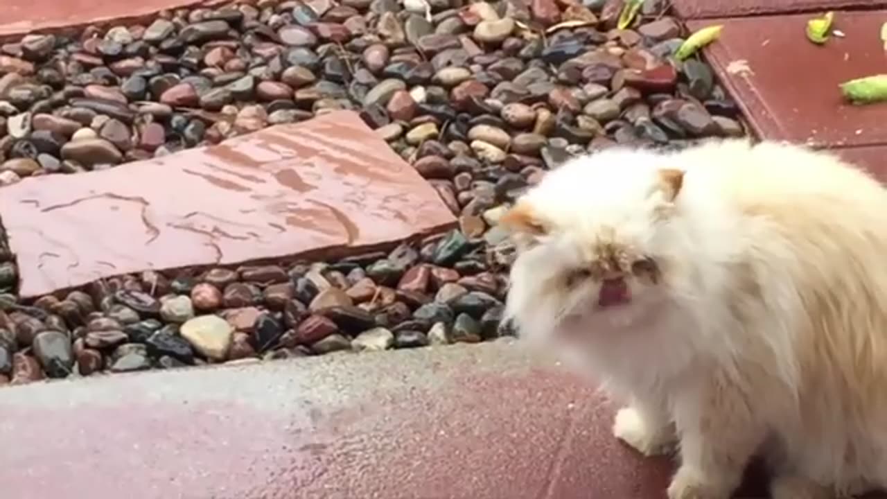 Funny Cats Will Make You Laugh For Hours!!! NEW (Funny Cat Compilation, Clean, No Swearing)