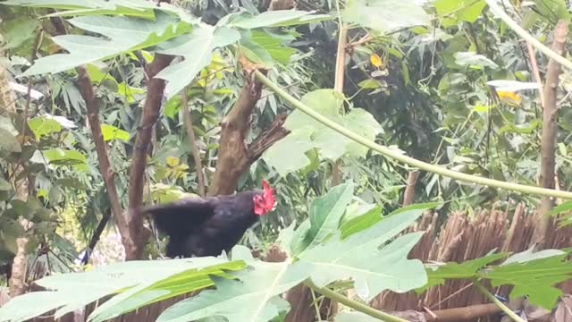 One hen and one myna bird amazing animal video-cute animal,pet animal moments.