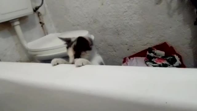 My cat wants to play while we bath