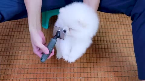 First Cute Pomeranian Puppy Bath