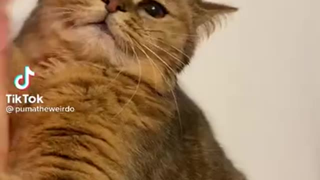 funniest video with cats -