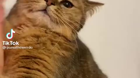 funniest video with cats -