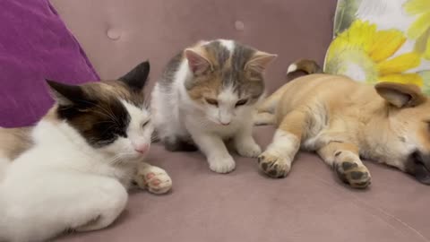 How a Puppy and Cats share a sofa