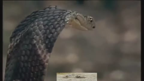 King Cobra attack mongoose