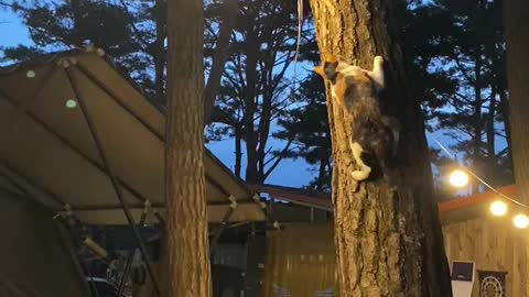 A cat climbing a tree