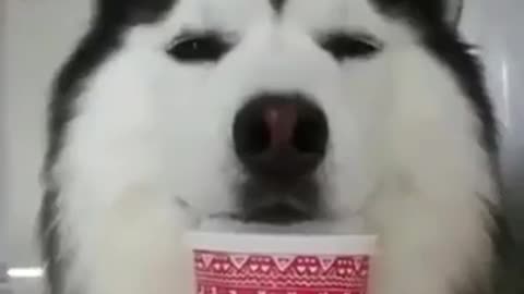 Alaska cute | Clip Dog Cat