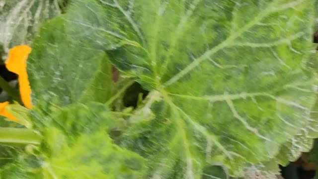 Zucchini update