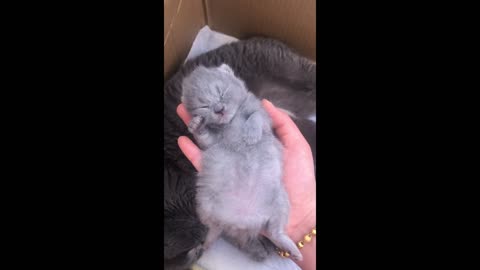 Fat cat
