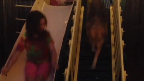 Racing sandy down the slide. Dog vs girl | Funny Dog