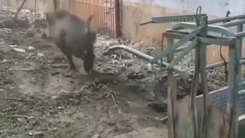 Brave boar. Scared everyone.