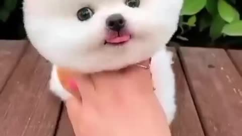 Cute Dog 🐶🐶 🤣🤣🐶🐶