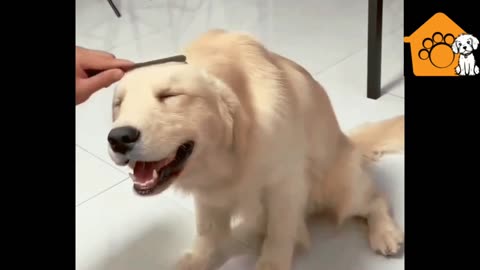 Dog loves grooming