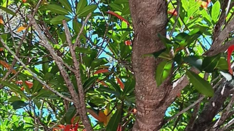 Distinct leaves