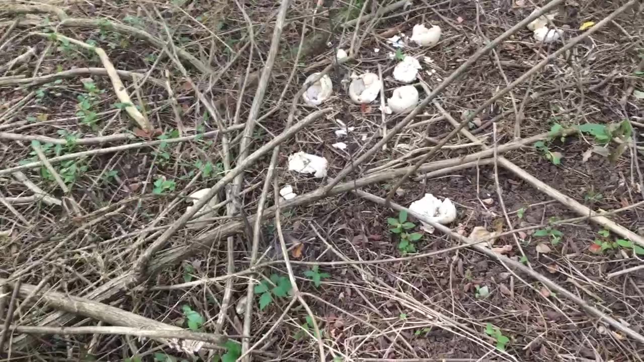 Northern Kentucky Project: Turkey Nest Success Within Bush Honeysuckle Removal Zone