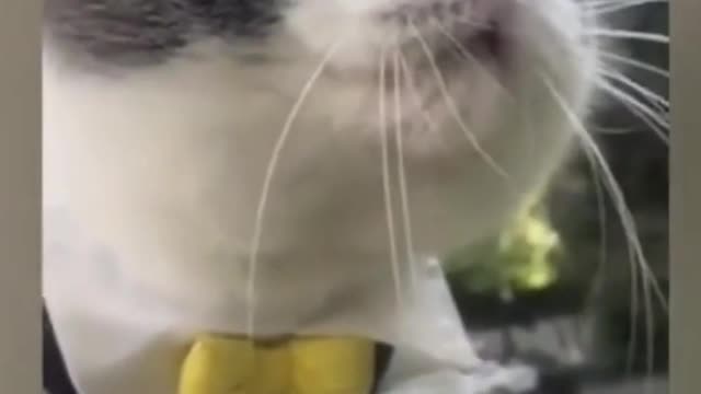 Cat singing I'M ALIIIIIVE