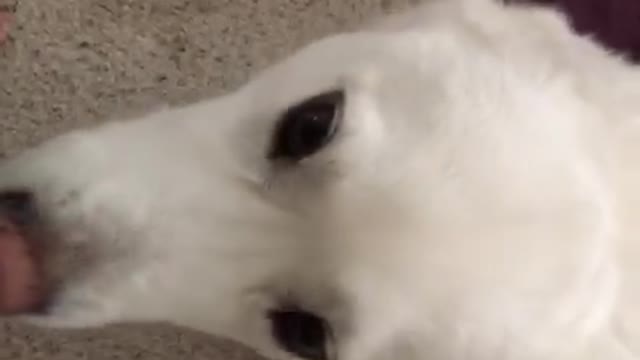 White dog howling and making noises at camera