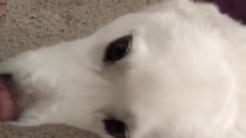 White dog howling and making noises at camera