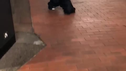 Very Low Pants