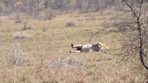 nano chemtrails = death to all living