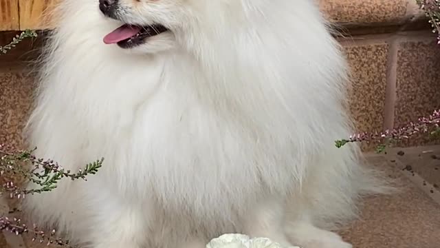 funny mini dogs