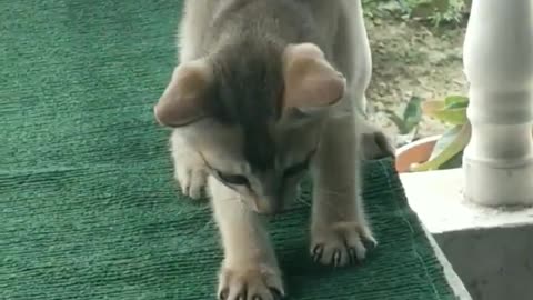 Cat video