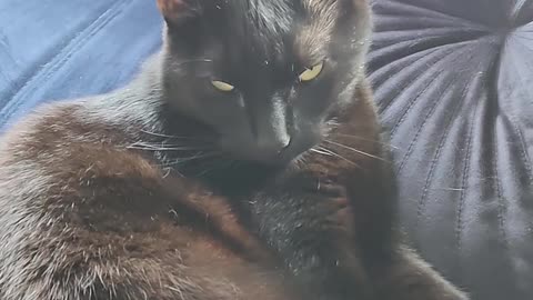 Cat Chirps at Owner's Sneezes