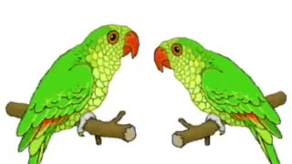 Parrots eating Competition