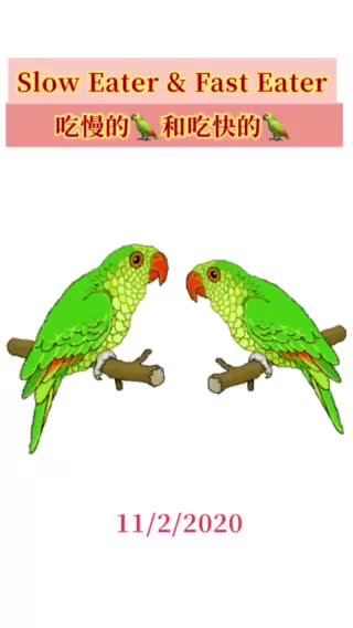 Parrots eating Competition