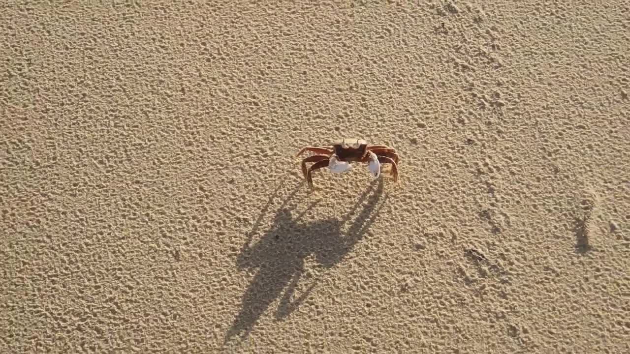 boxer ghost crab with "fighting stand"